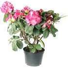 Rhododendron x 'Germania' : H 40/50 cm, ctr 7 litres